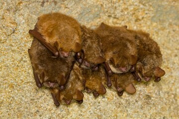 Geoffroy's bat (Myotis emarginatus) wintering (hibernation) group in the wine cellar	