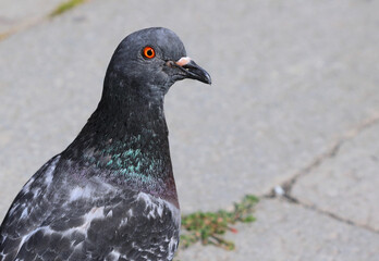 Fat urban pigeon in the European city square looking for bread crumbs