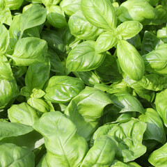background of very fresh green leaves of the basil plant an artomatic herb typical of the Mediterranean