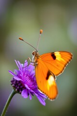 Orange butterfly perched gracefully on a vibrant purple flower, nature's delicate dance.