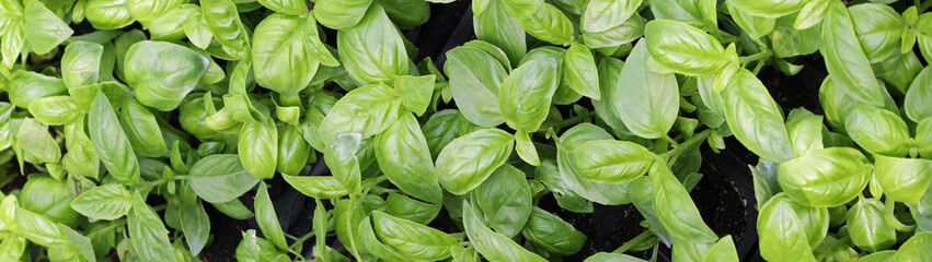 background of green big leaves of fresh fragrant basil