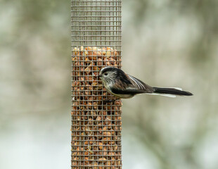 Long tailed tit on a peanut feeder. delightful British wild bird.