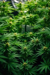 Lush cannabis plants with budding flowers growing indoors, symbolizing natural growth and cultivation.