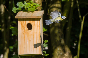 a blue tit flies out of the nest box with its wings spread out in sunlight