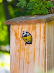 a blue tit brings the feces of the offspring from the nest box