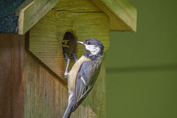 a great tit at the birdhouse feeds the offspring