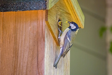 a great tit at the birdhouse feeds the offspring © mschauer