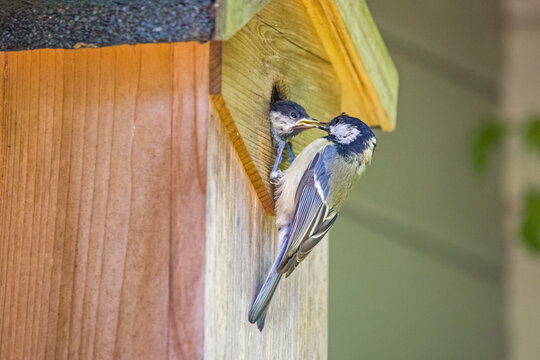 a great tit at the birdhouse feeds the offspring