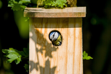 a blue tit inside a nest box looks out of the entrance hole