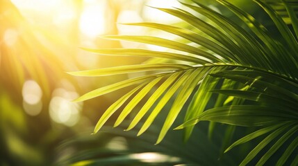 Obraz premium Sunlight filtering through lush green palm leaves in a tropical setting