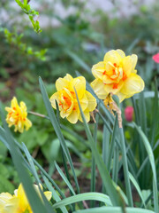 Spring garden scene with stunning daffodils in full bloom. Elegant daffodils terry Indiras with orange centers bloom gracefully in a vibrant garden. A beautiful symbol of spring and renewal.