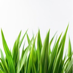 Fresh Green Grass Texture on Pure White Background for Minimalist Design Projects