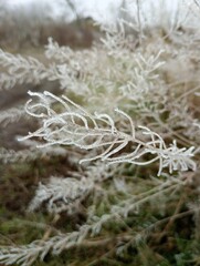 frost on the branches