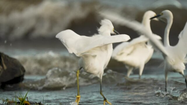 Two snowy egrets gracefully navigate the waters at Lake Granada in Nicaragua. This tropical paradise showcases the beauty of wildlife in a serene setting.