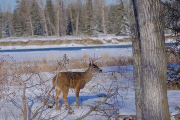 deer in the woods, White-tailed Deer