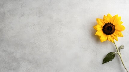 A vibrant sunflower rests against a soft gray background, offering a fresh and cheerful aesthetic, This image is ideal for wellness, nature