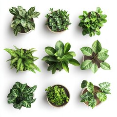 Obraz premium Indoor House Plants Collection in Ceramic Pots Isolated on White Background