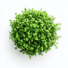 Obraz premium Lush Green Shrubbery with Vibrant Colorful Flowers on Pure White Background for Home Decor and Gardening Inspiration