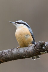 Common bird Sitta europaea aka Eurasian nuthatch perched on branch. Nature of Czech republic.