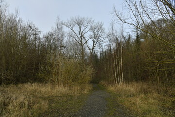 Végétation sauvage sur l'ancien site des carrières de pierres bleues à Écaussinnes d'Enghien 