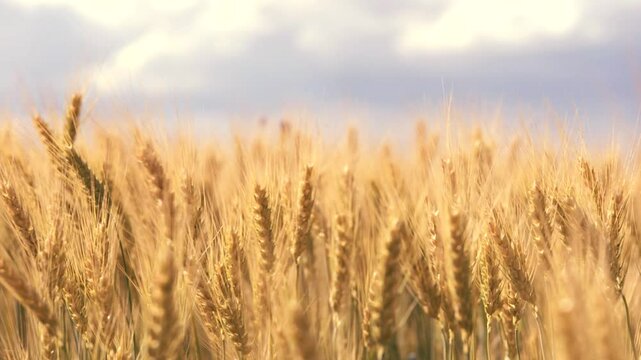 ears wheat field sky summer farm. griculture. farming. landscape wheat summer field sun sky nature. harvesting agribusiness concept wheat business. organic summer. ears wheat field.