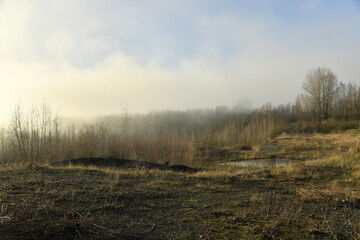 Brouillard sur la végétation de l'ancien site des carrières de pierres bleues à Écaussinnes-d'Enghien 