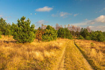 Glade road in the middle of the forest. Autumn colors. Pomerania, Poland.