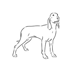 Porcelaine dog isolated on white background. Hand drawn dog breed vector sketch.