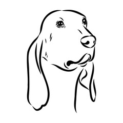 Porcelaine dog isolated on white background. Hand drawn dog breed vector sketch.