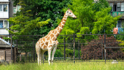 Giraffe in atypical habitat walks in front of residential panel building. Giraffe in the zoo of...