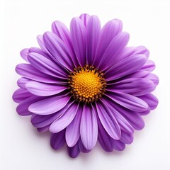 Obraz premium purple daisy flower isolated
