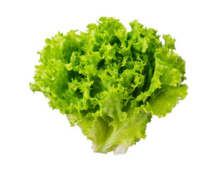 Salad leaf, lettuce, natural, realistic, white, transparent background, studio light, fresh, green, vibrant, healthy, organic, texture, raw, clean, clean-cut, isolated, single, detailed, crisp, thin, 