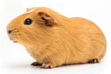 golden-guinea-pig isolated on white background