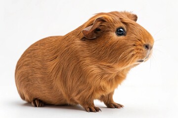 Fototapeta premium cinnamon guinea pig isolated on white background 