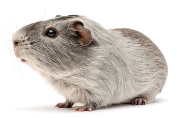 silver agouti guinea pig isolated on white background