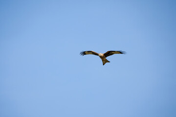 a wild red kite (Milvus milvus) in flight, blue sky