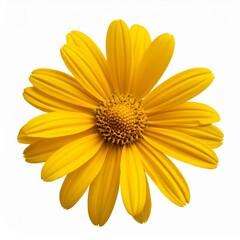 Obraz premium yellow daisy isolated on white