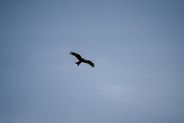 a wild red kite (Milvus milvus) in flight, blue sky