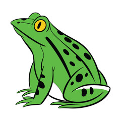 A green frog on white background