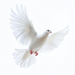 Fototapeta premium White Dove in Flight Against Pure White Background for Spiritual and Peace Symbolism