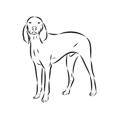Porcelaine dog isolated on white background. Hand drawn dog breed vector sketch.