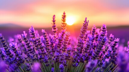 Fototapeta premium Lavender field at sunset, vibrant colors, beautiful flowers. Possible use nature, travel, social media