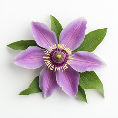 A purple flower with green leaves isolated on a transparent background
