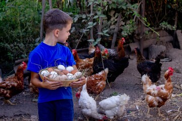 Farm Boy Collecting Fresh Eggs © Anna