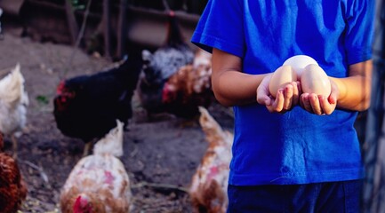 Farm Boy Collecting Fresh Eggs © Anna