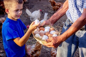 Farm Boy Collecting Fresh Eggs © Anna