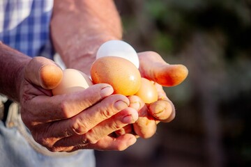 Farmer Hands Holding Fresh Eggs