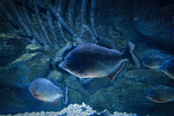 The closeup of the beautiful Piranha fish in the aquarium