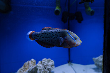 The vibrant queen coris (Coris formosa), also known as the sand wrasse in the aquarium