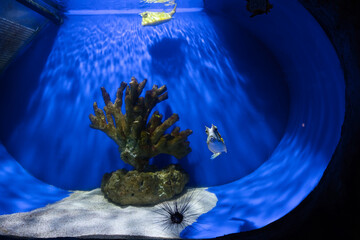 The longhorn cowfish in the aquarium